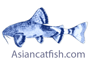 Asian Catfish.com