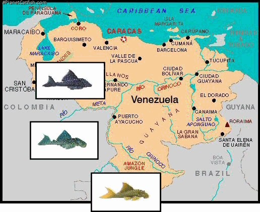 Map of venezuela with 3 pictures of L128 & L200