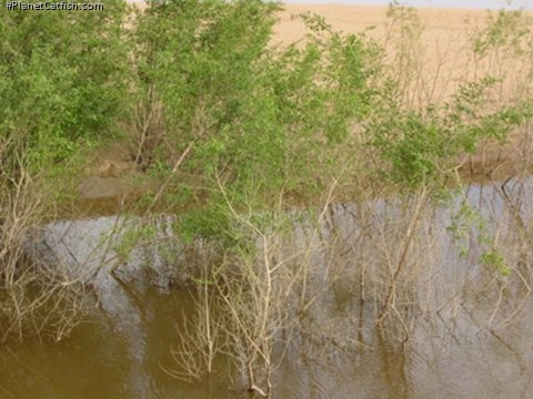 A close up of the bank of the Orinoco. Note the reddish-colored sand.