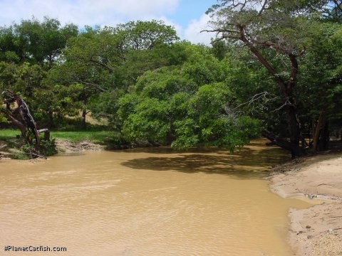 The Rio Espino in southern Guarico State, Venezuela is a typical white water river.