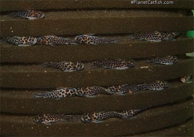 Centromochlus perugiae hiding in sponge filter grooves