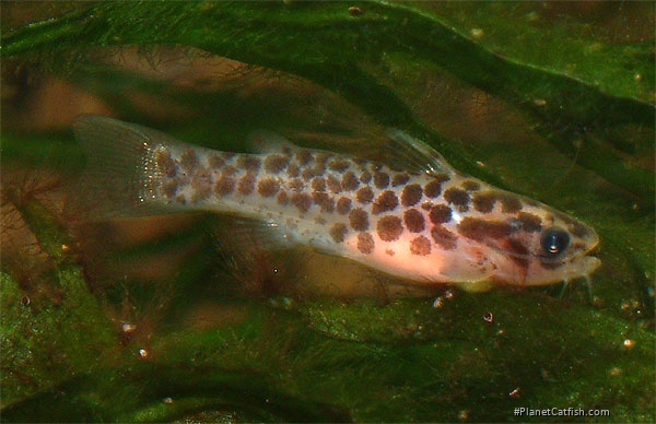 Young Centrolmochlus perugiae showing truncate caudal fin