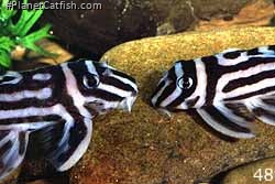 Pair of Hypancistrus zebra