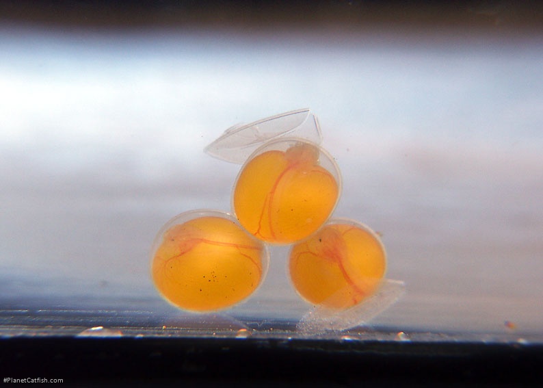 Four day old eggs