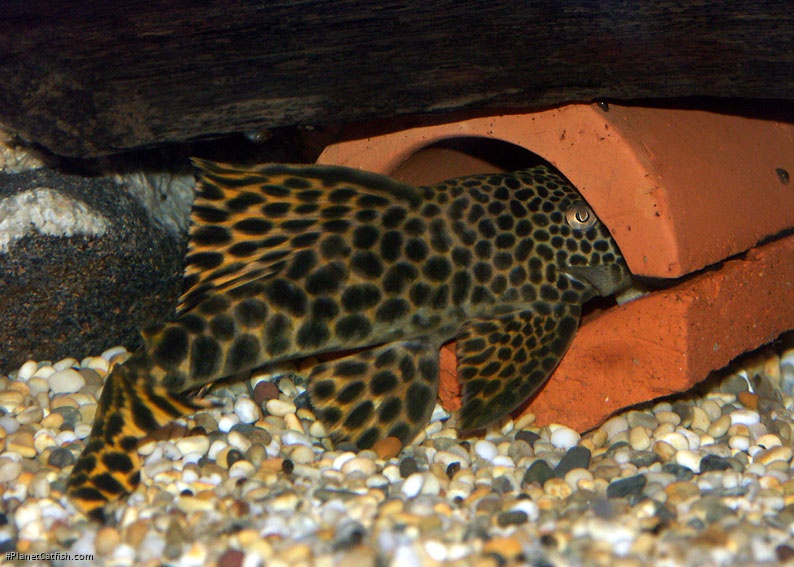 Male in spawning cave