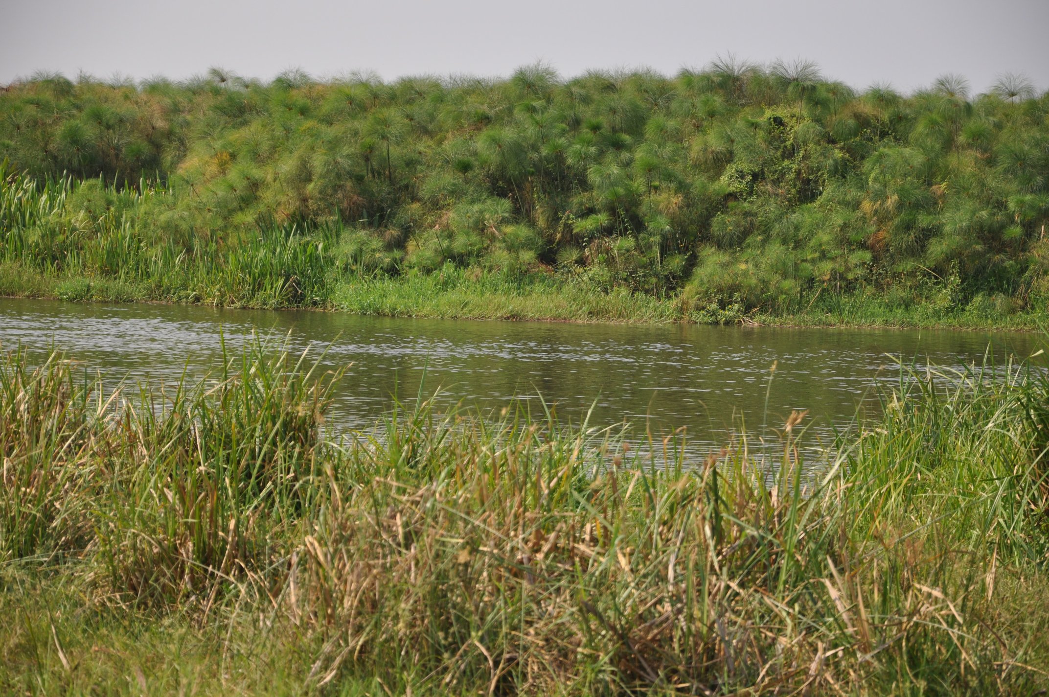 1. Typical habitat, Nile delta at Lake Albert