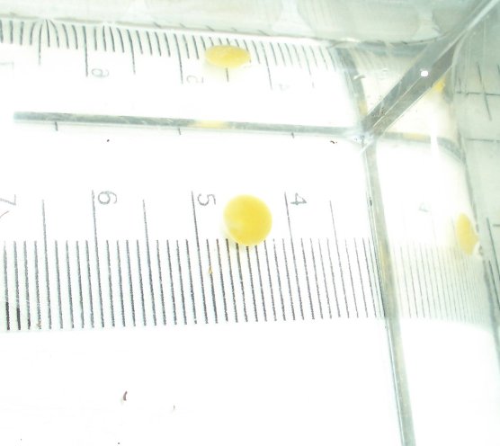 Egg (5mm)