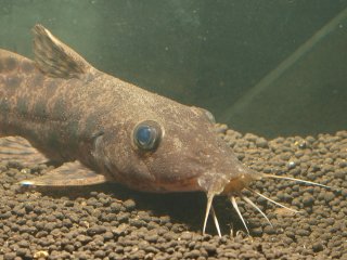 same fish on light substrate
