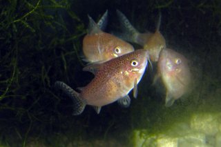 Spawning pair - female to front with egg clasped in pelvic fins