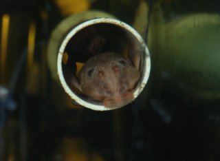 Figure 3: A pair of adult hybrids in the cave spawning. Note the faded color on the head and also the brownish markings, both signs of the hybrid strain.