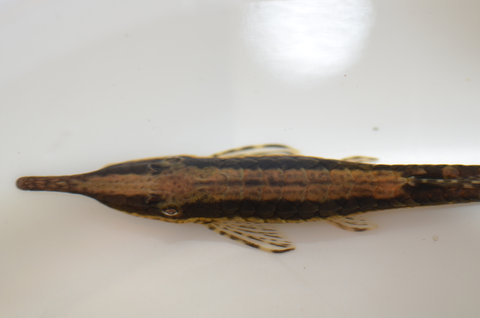 Female, 12-13 cm