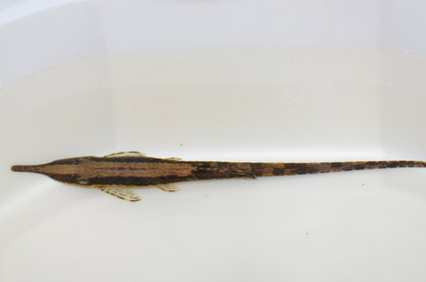 Female, 12-13 cm
