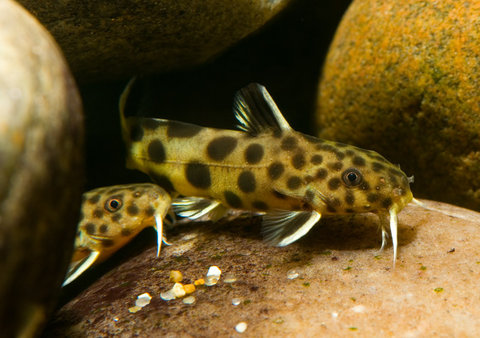 Synodontis lucipinnis, one of the group from earlier in the year
