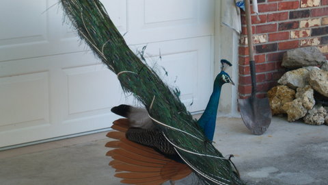 Peacock 7.JPG