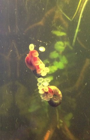 Ramshorn snails and unguarded Farlowella eggs.