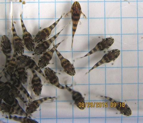 22 day old (center top) and 11 day old Panaqolus maccus