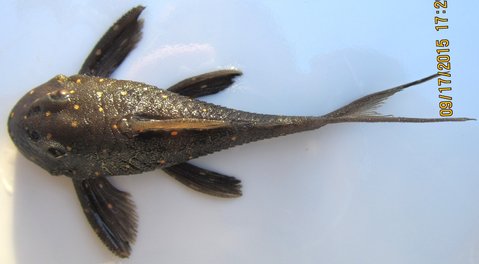 65mm fish