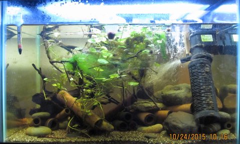 Aquarium setup: The eggs are in the small tube to the farthest left of the picture.