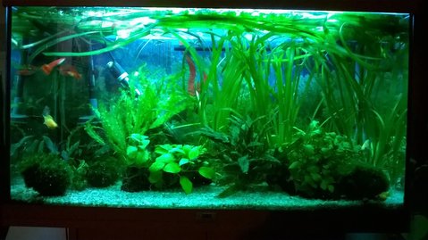 Cant see any fish but can see plant layout