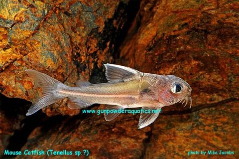 Mouse Catfish Tenellus.jpg