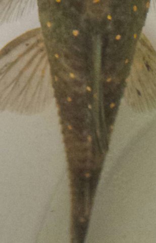 Close up of dorsum - very slight odontode growth.