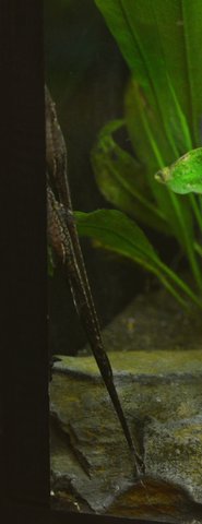 Farlowella vittata, just one year old and getting ready to spawn for the 4th time.