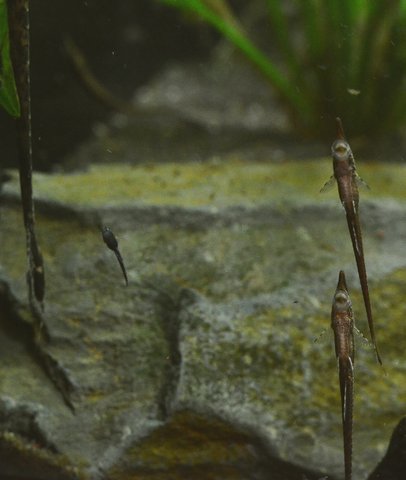Newly hatched Farlowella vittata rests on the glass between his Dad's tail and some of his older siblings.