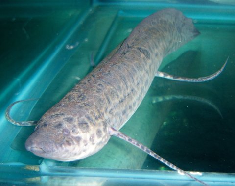 Lungfish, west african 2.JPG