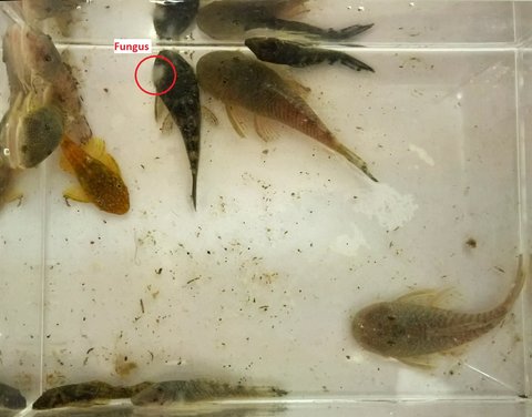 Seven Chaetostoma and two Ancistrus