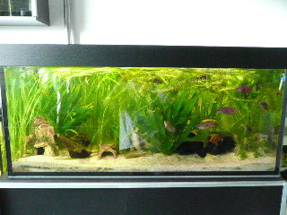 here is the tank
