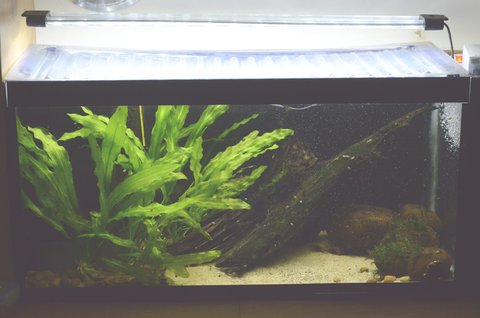 General view of the tank with all the fish hiding.