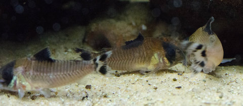 Cory oiapoquensis with fin rot, plus two Cory condiscipulus