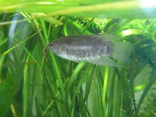 Here is the male. He has got longer fins than the female.