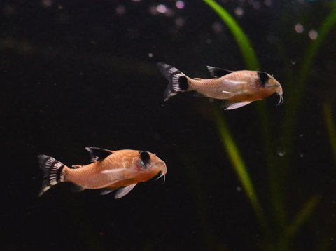 My first two Cory oiapoquensis, a couple of years ago