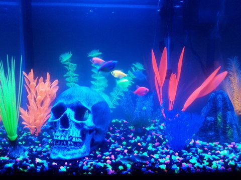 Peppered Cory's and Tetra Glo-fish.