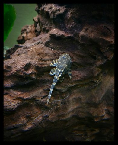 This is my L052 Butterfly Pleco.