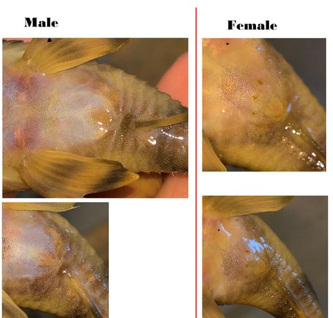 L135 Vents Male vs Female