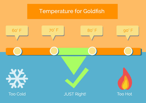 goldfish-temperature1.jpg