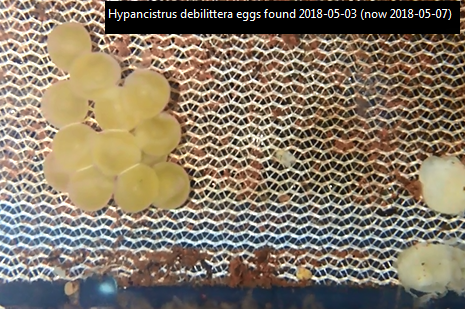 Hypancistrus debilittera eggs found 2018-05-03 (now 2018-05-07).png