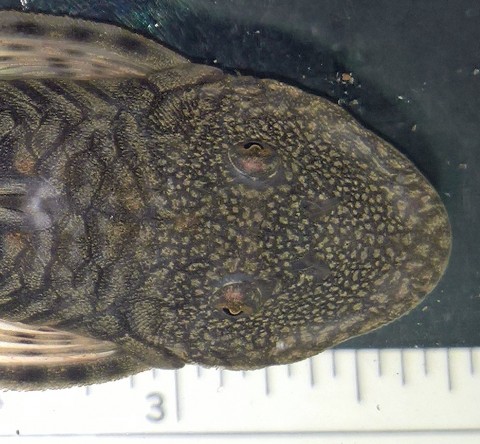 Dorsal view, close-up of head