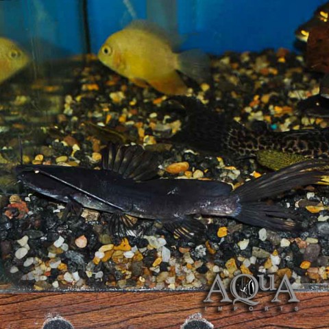 Borneo-Dragon-Catfish-1.jpg