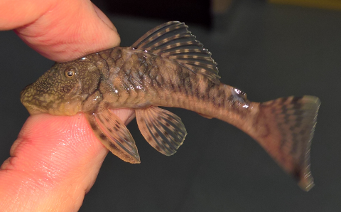 Chaetostoma sp(6) 2019-02-07_3(small).png