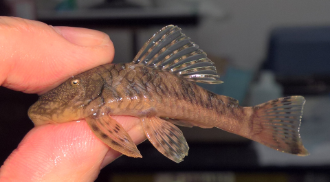 Chaetostoma sp(6) 2019-02-07_1(small).png