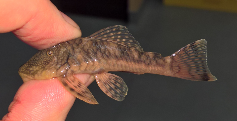 Chaetostoma sp(6) 2019-02-07_4(small).png