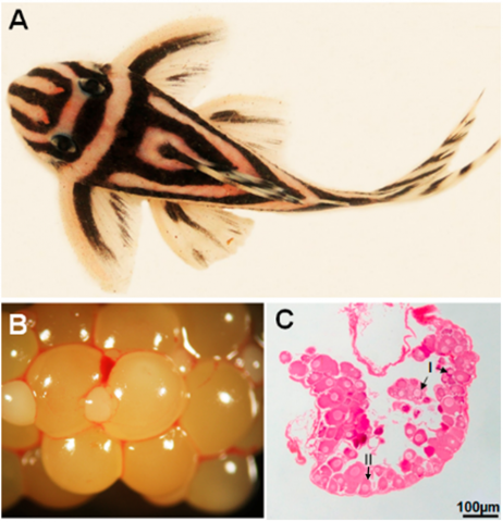 (A) Photograph of specimen of Hypancistrus zebra. (B) Mature ovary containing oocytes of different sizes. (C) ovigerous lamellae in maturing stage.