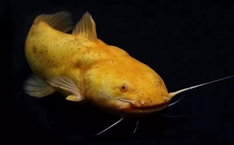albnio catfish 2.jpg