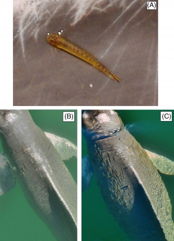 Figure 1. Examples of candirus found on the bodies of botos. (A) candiru's general appearance, (B) low load, (C) high load. Photos by J. Y. Wang (A); C. Araújo‐Wang (B, C)