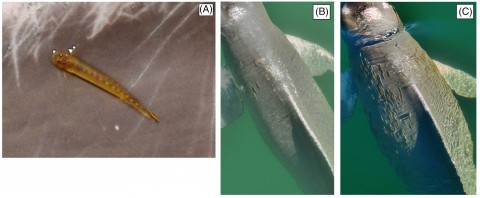 Figure 1. Examples of candirus found on the bodies of botos. (A) candiru's general appearance, (B) low load, (C) high load. Photos by J. Y. Wang (A); C. Araújo‐Wang (B, C) (art rearranged to fit screen)