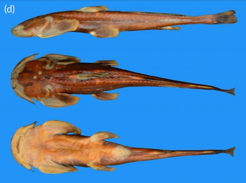 Pareuchiloglanis salicesbarba sp. nov.