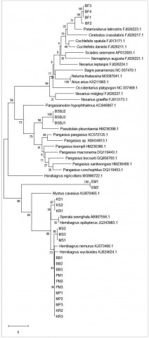 Figure-4: Phylogram of Indonesian catfish based on the cytochrome B amino acid sequence.
